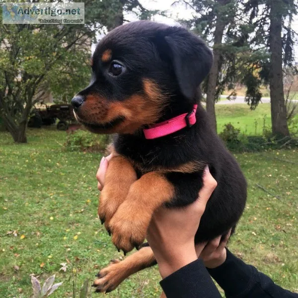 Akc registered rottweiler