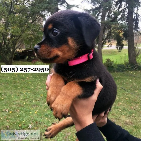 Full bloodline rottweiler 