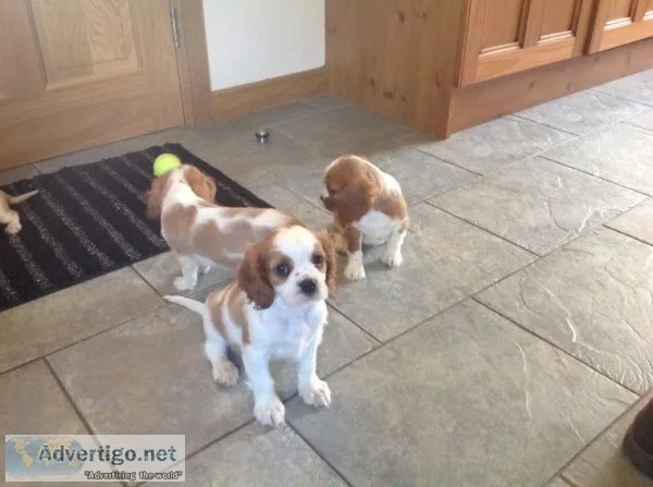 Cavalier king charles puppies