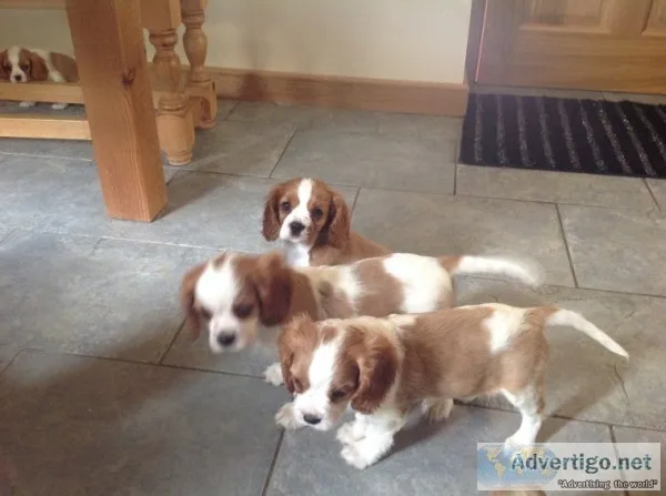Cavalier king charles puppies ready now 