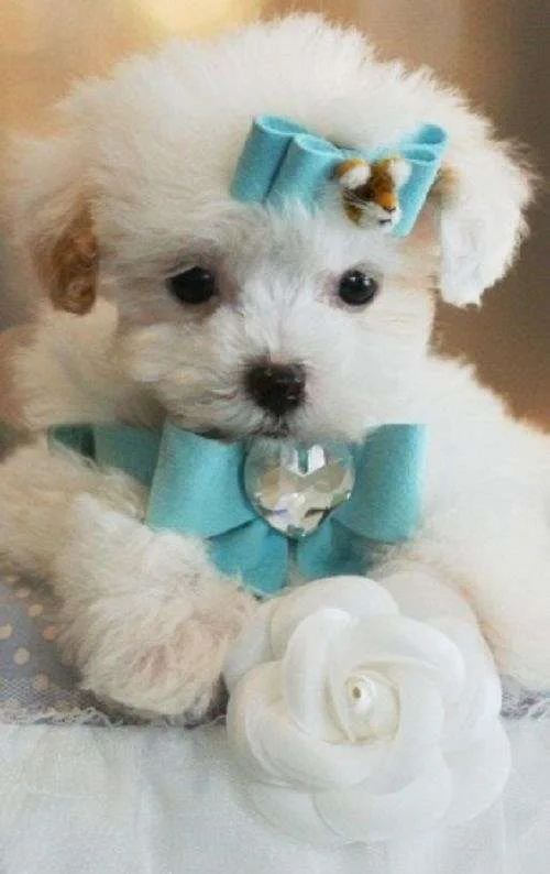 Mixed toy poodle