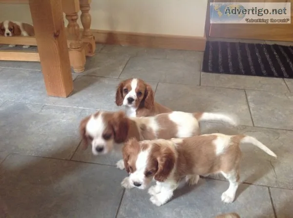 Intensive cavalier king charles puppies 