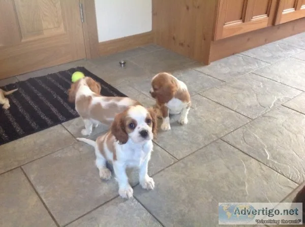 Intensive cavalier king charles puppies 