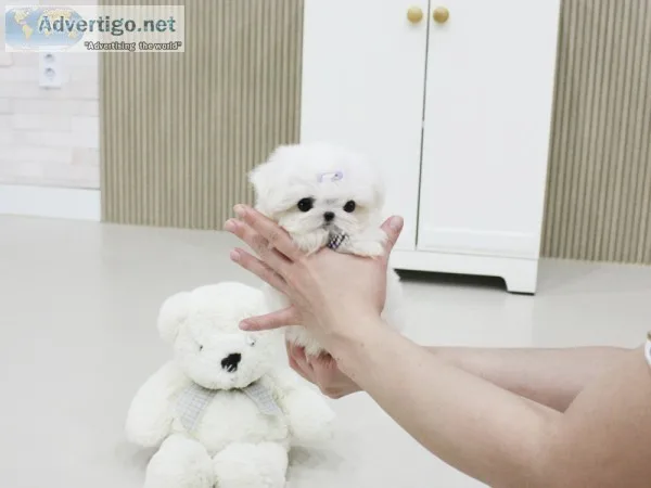 Charming male and female maltese pups