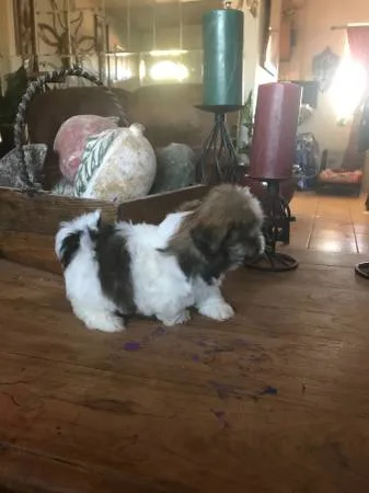 Shih tzu puppies