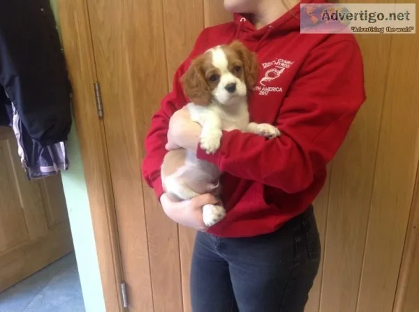 Loving cavalier king charles puppies