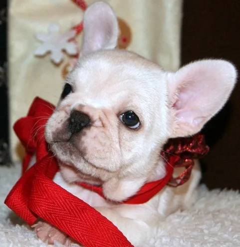 Christmas french bullies