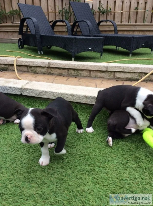 Cute playful boston terrier