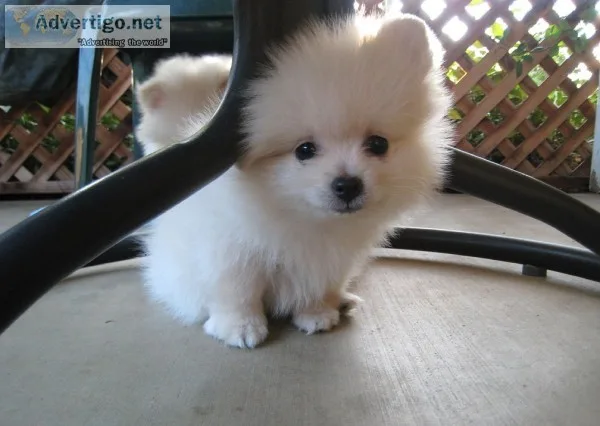 Home raised white pomeranian puppies