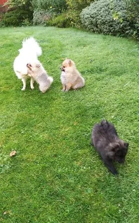 Pomeranian puppies available