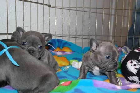 Adorable french bulldog