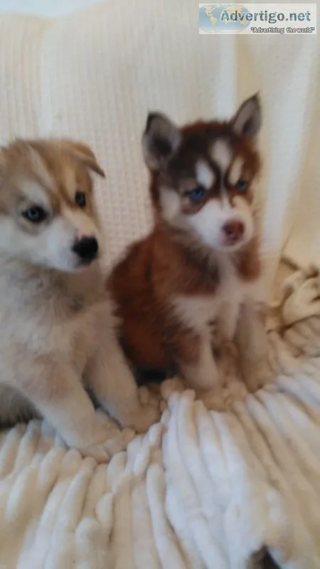  sweet siberian husky puppies available
