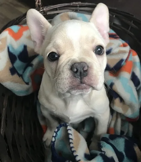  adorable male/females french bulldogs