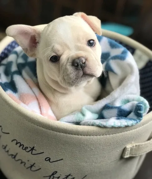 French bulldog pups for christmas