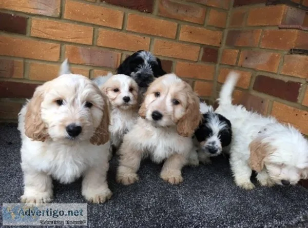  amazing cockapoo puppies for sale