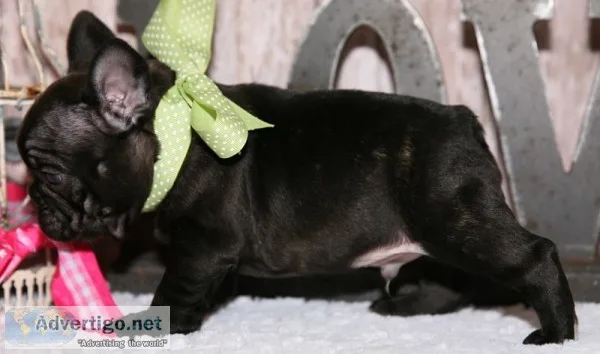 Blue french bulldog puppies