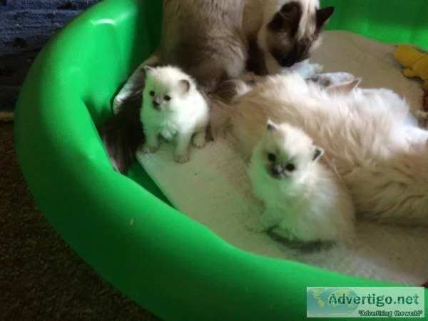 Ragdoll kittens