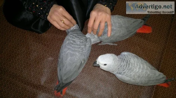 Africa grey brids for sale 