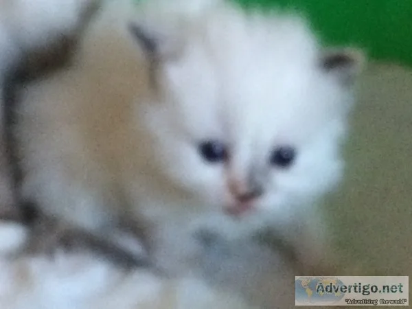 Ragdoll kittens