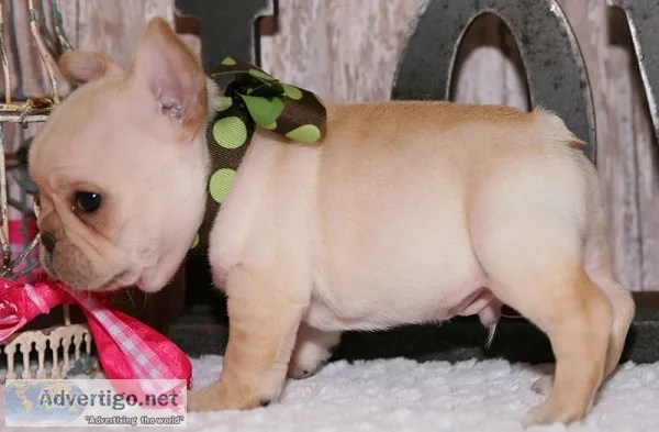Beautiful bulldogs ready for their forev