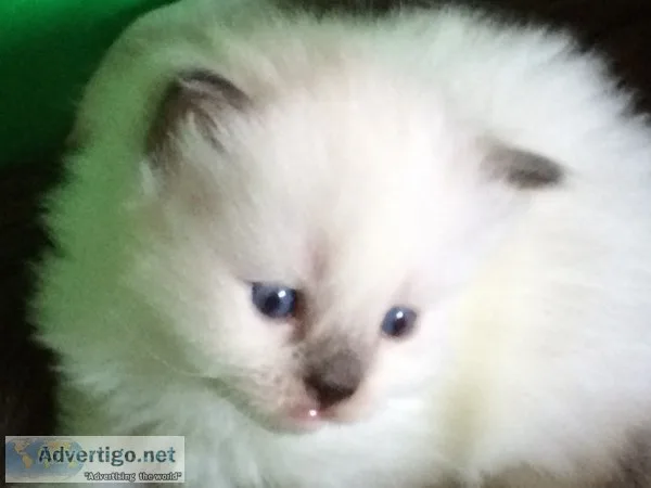 Ragdoll kittens