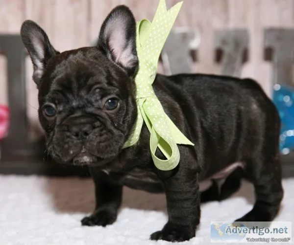 Super adorable french bulldog puppies