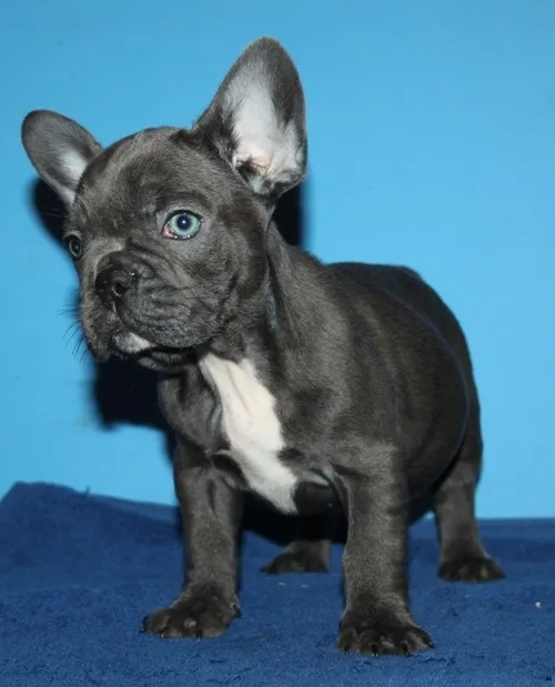 Trained blue french bulldog puppies