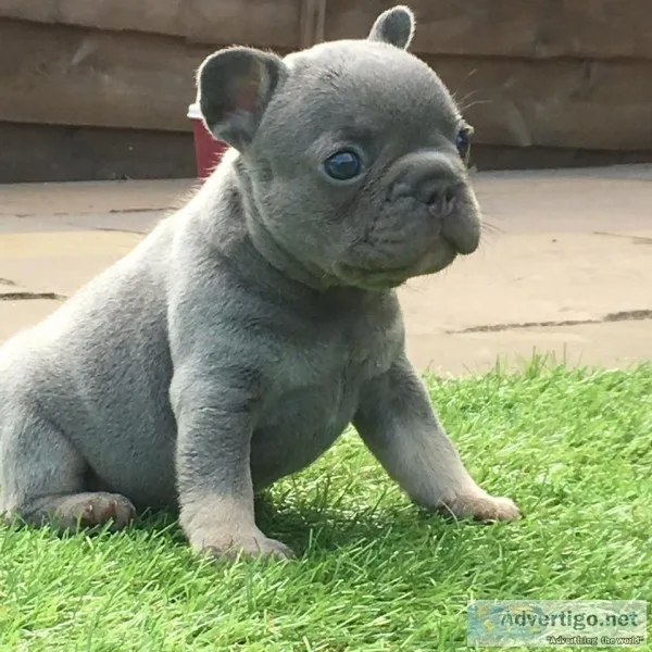 Healthy french bulldog puppies(