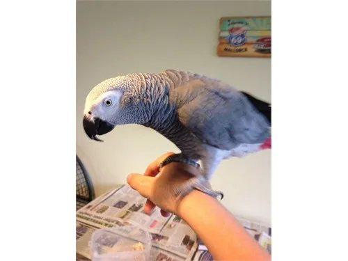 Africa grey brids for sale 