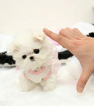 Perfect teacup maltese puppies, 