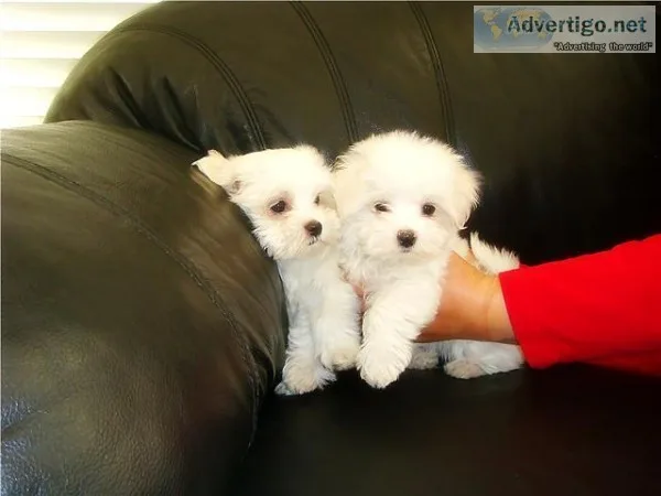Teacup maltese puppies for sale 