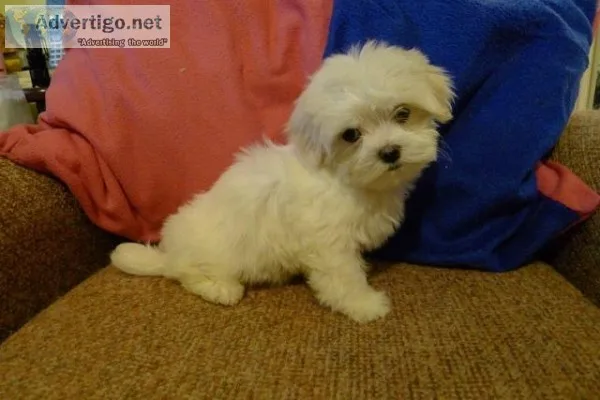 Champion quality genuine maltese puppies