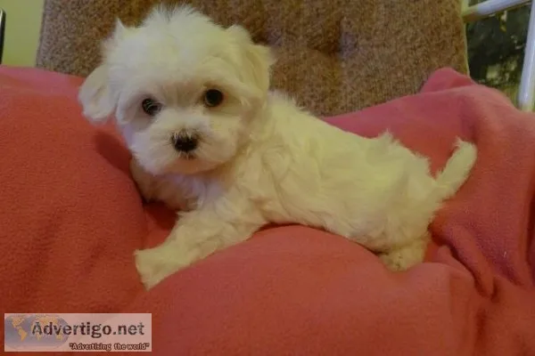 Champion quality genuine maltese puppies