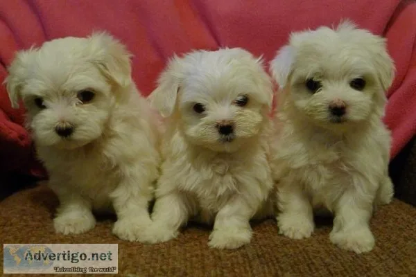 Friendlyteacup maltesepuppies