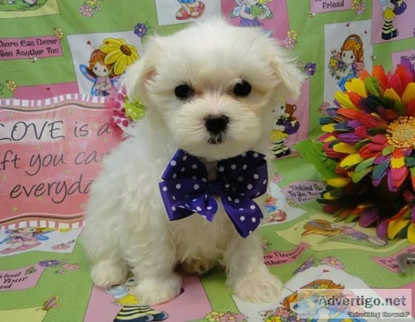 Maltese pups available