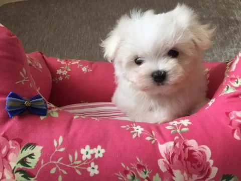 Beautiful akc reg maltese