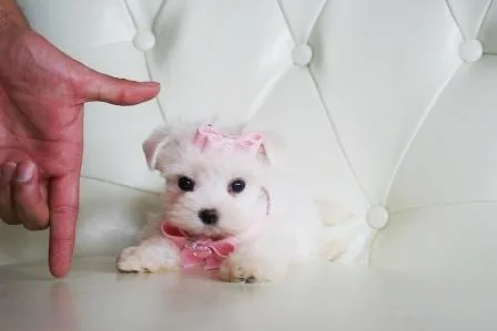 Akc registered maltese puppies