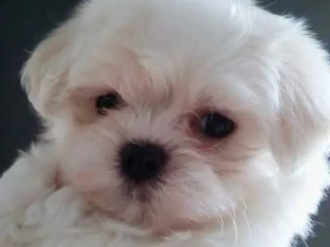 Teeny tiny akc maltese male and female