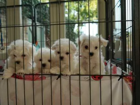 Beautiful maltese boy puppy