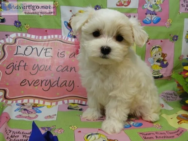 Iny pure maltese babies for sale