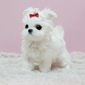 Teacup maltese puppies available