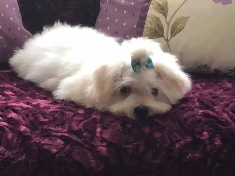Maltese akc reg pedigree puppies