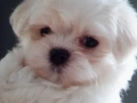 Teeny tiny akc maltese male and female