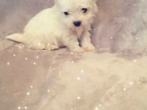 Exceptional maltese dogs available