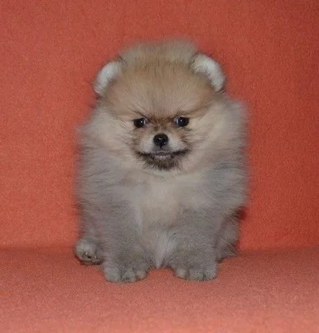 Vet checked teacup pomeranian puppies