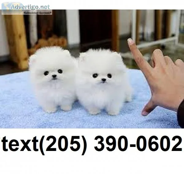 Pomeranian puppies for sale