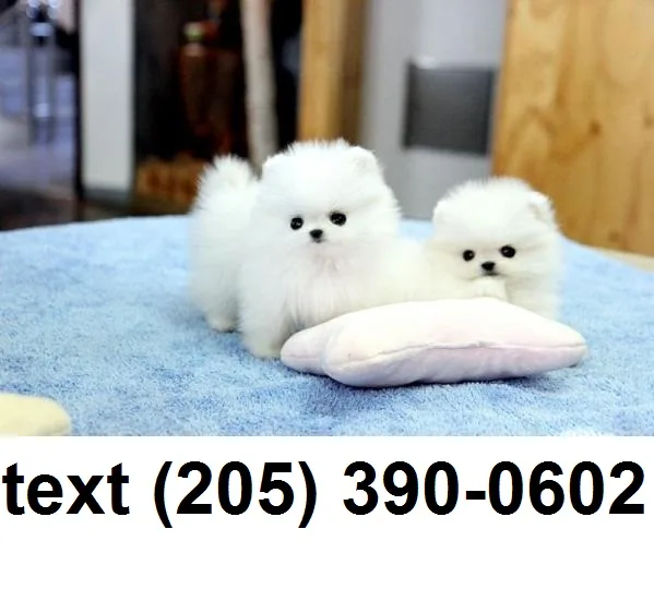 Pomeranian puppies for sale