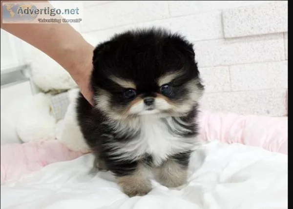 Home raised teacup pomeranian