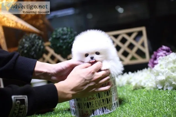High quality teacup puppies