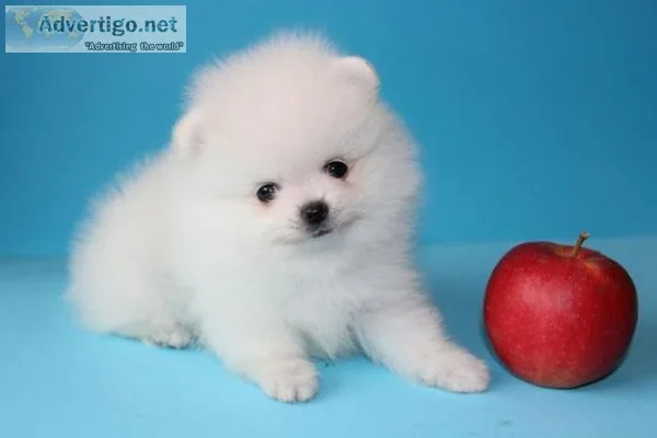 Stunning teacup pomeranian for sale